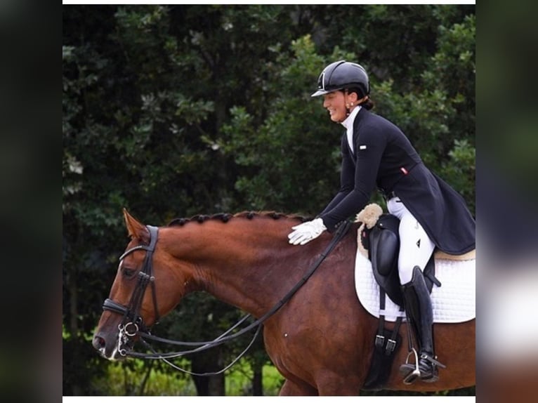 KWPN Mare 15 years 16,1 hh Chestnut-Red in Waverveen