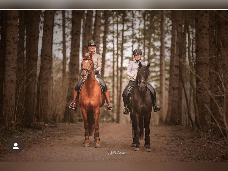 KWPN Mare 15 years 16,1 hh Chestnut-Red in Waverveen