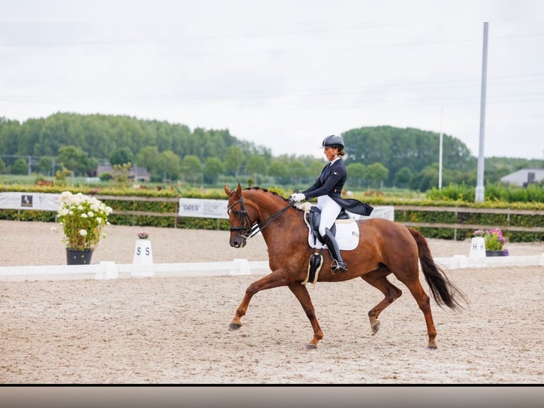 KWPN Mare 15 years 16,1 hh Chestnut-Red in Waverveen