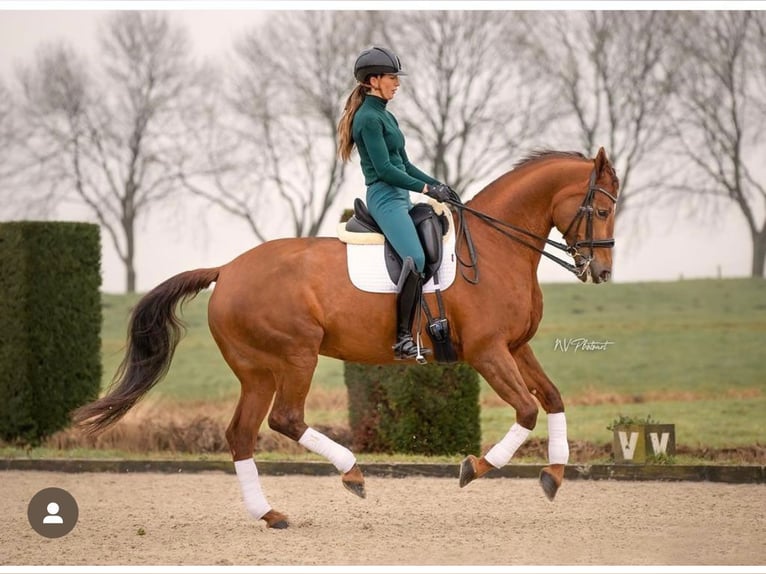 KWPN Mare 15 years 16,1 hh Chestnut-Red in Waverveen