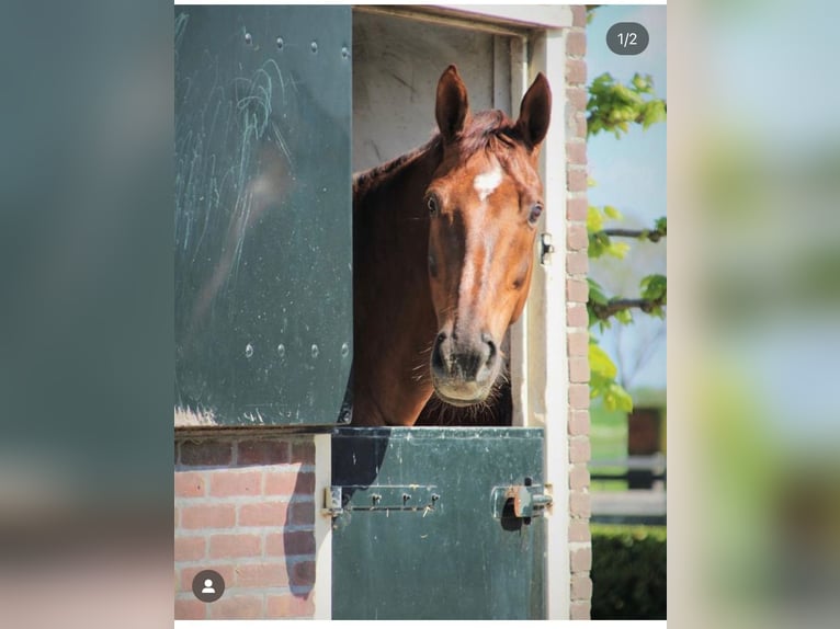 KWPN Mare 15 years 16,1 hh Chestnut-Red in Waverveen