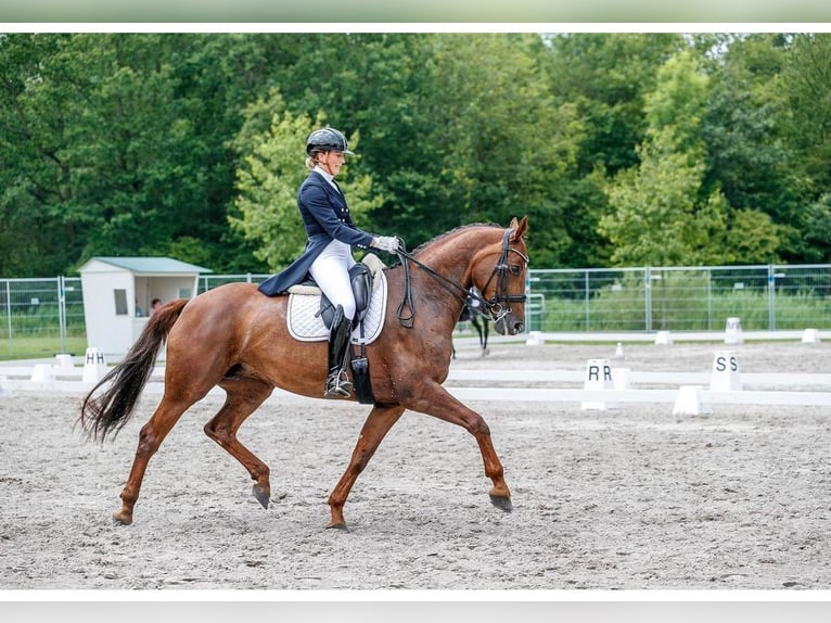 KWPN Mare 15 years 16,1 hh Chestnut-Red in Waverveen