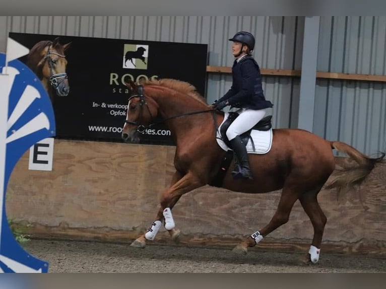 KWPN Mare 15 years 16.1 hh Chestnut-Red in Suwâld