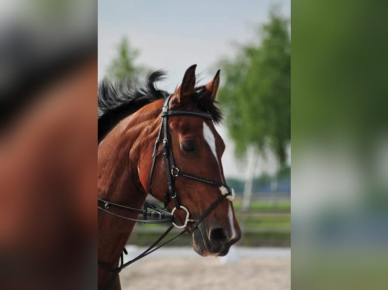 KWPN Mare 15 years 16,1 hh in Drunen