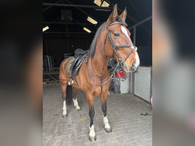 KWPN Mare 15 years 16,1 hh in Drunen