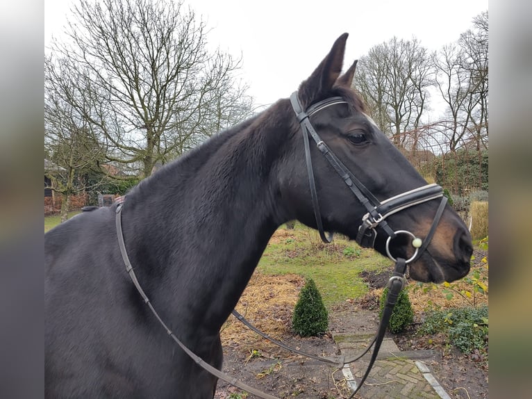 KWPN Mare 15 years 16,1 hh in Uddel