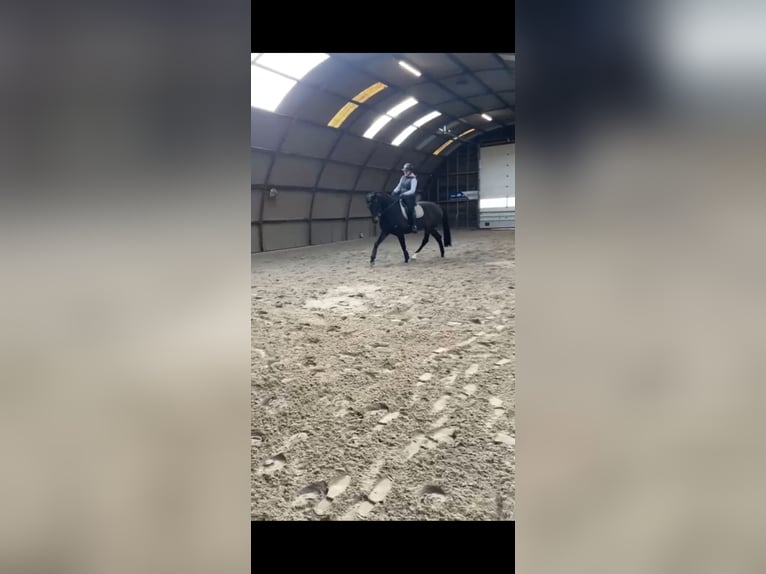 KWPN Mare 15 years 16.2 hh Bay-Dark in Middelstum