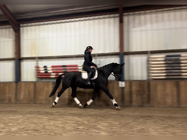 KWPN Mare 15 years 16,2 hh Black in Oud Gastel