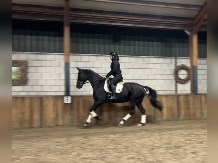 KWPN Mare 15 years 16,2 hh Black in Oud Gastel