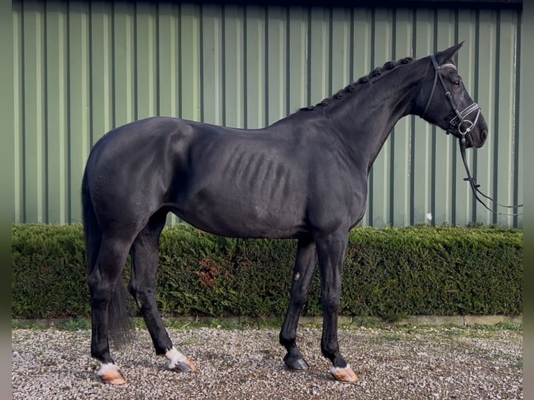 KWPN Mare 15 years 16,2 hh Black in Oud Gastel