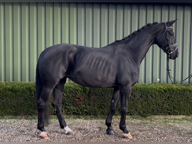 KWPN Mare 15 years 16,2 hh Black in Oud Gastel