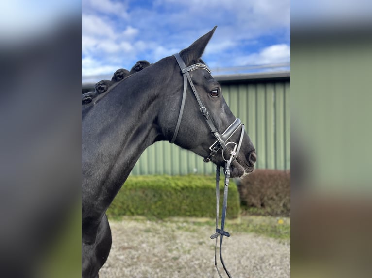 KWPN Mare 15 years 16,2 hh Black in Oud Gastel