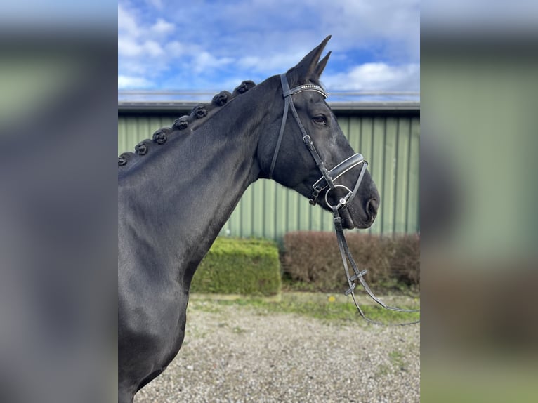 KWPN Mare 15 years 16,2 hh Black in Oud Gastel