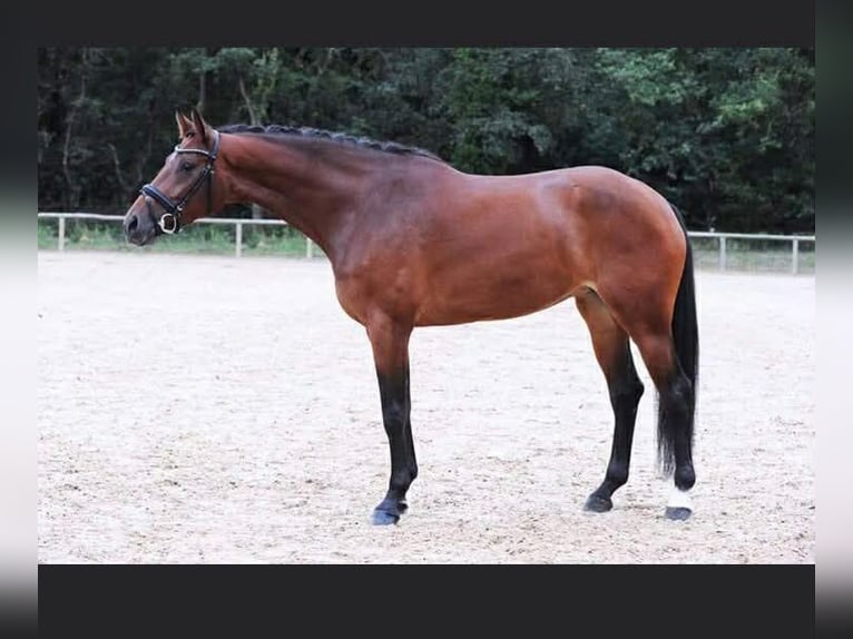 KWPN Mare 15 years 16.2 hh Brown in Manche