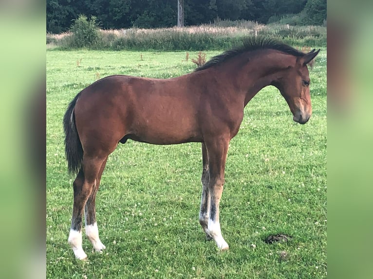 KWPN Mare 15 years 16.2 hh Brown in Manche