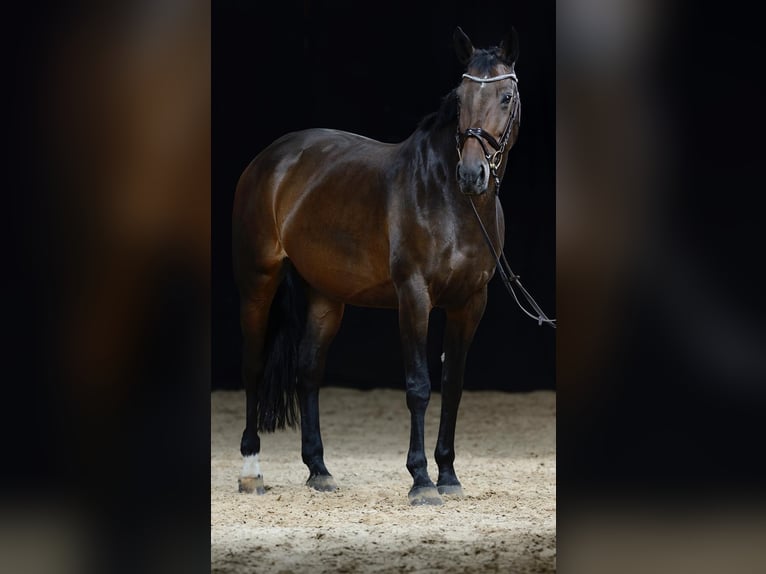 KWPN Mare 15 years 16,2 hh Brown in Bad Schönborn