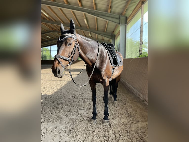 KWPN Mare 15 years 16,2 hh Brown in Bad Schönborn