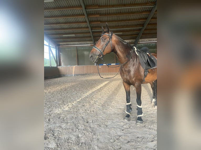 KWPN Mare 15 years 16,2 hh Brown in Bad Schönborn