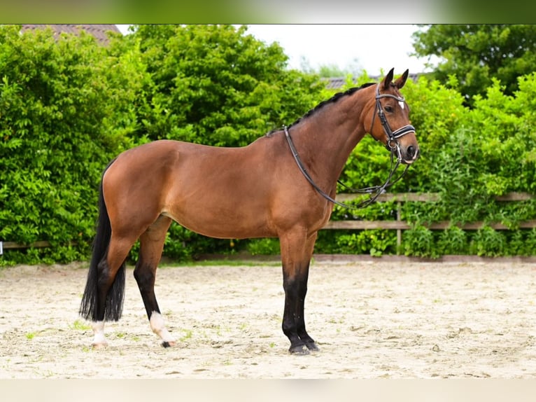 KWPN Mare 15 years 16,2 hh Brown-Light in Heerhugowaard