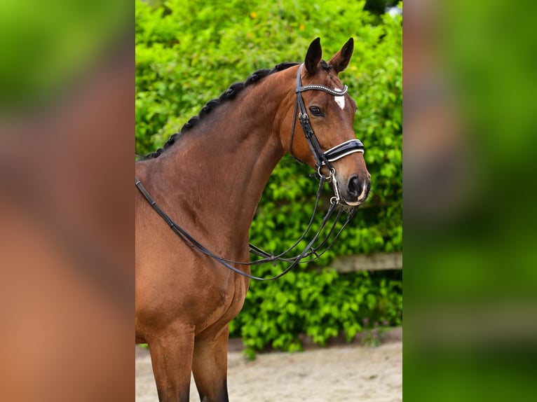 KWPN Mare 15 years 16,2 hh Brown-Light in Heerhugowaard