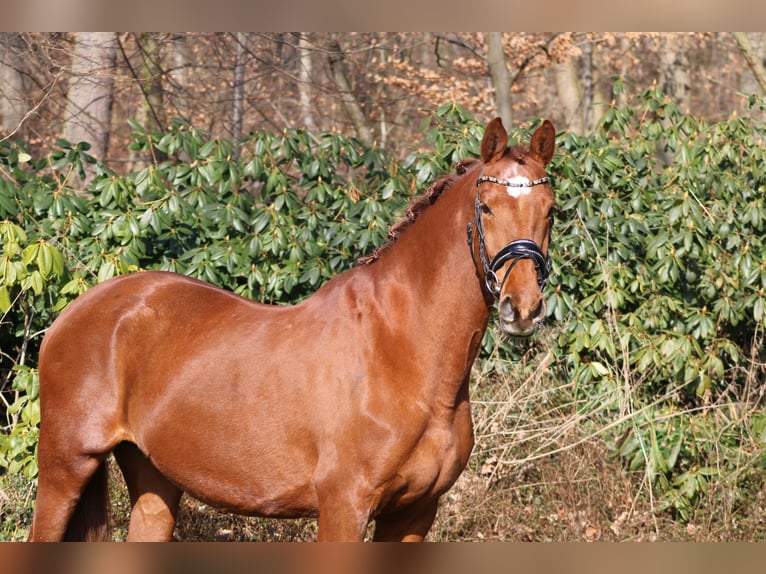 KWPN Mare 15 years 16,2 hh Chestnut-Red in Darmstadt