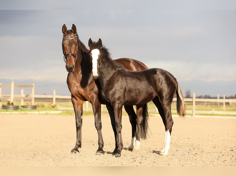 KWPN Mare 15 years 16,3 hh Brown in Landsmeer