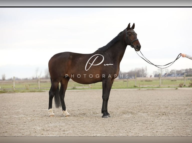 KWPN Mare 15 years 16,3 hh Brown in Landsmeer