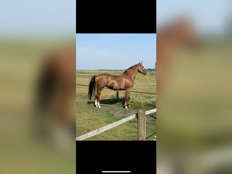 KWPN Mare 15 years 16,3 hh Chestnut-Red in Emmen