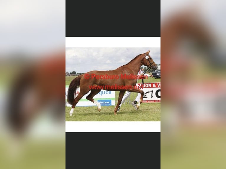 KWPN Mare 15 years 16,3 hh Chestnut-Red in Emmen