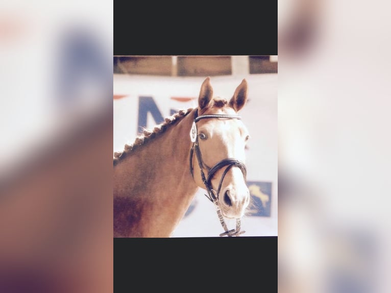 KWPN Mare 15 years 16,3 hh Chestnut-Red in Emmen