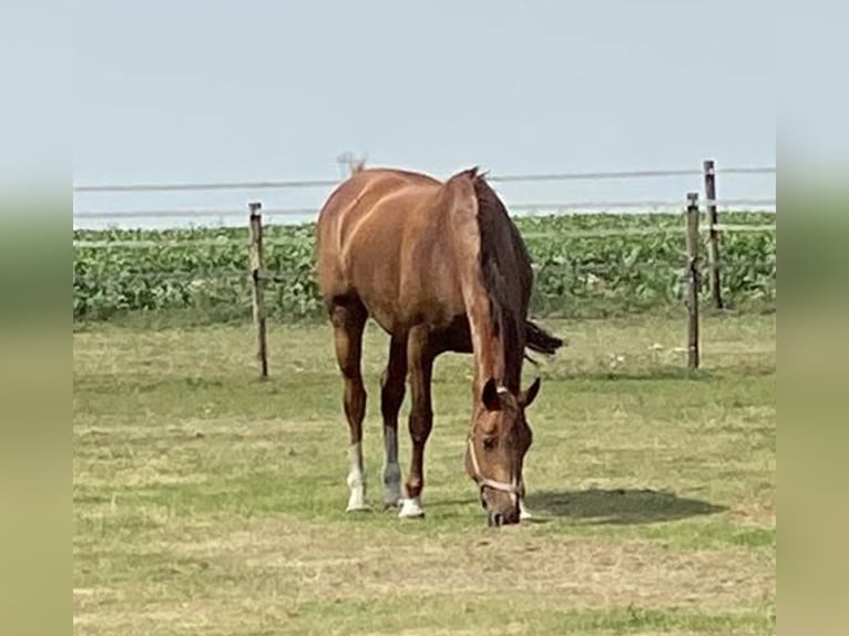 KWPN Mare 15 years 16,3 hh Chestnut-Red in Emmen