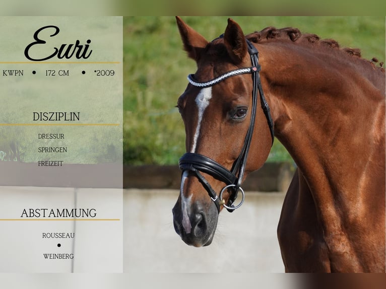 KWPN Mare 15 years 16,3 hh Chestnut-Red in Nettersheim