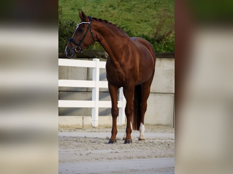 KWPN Mare 15 years 16,3 hh Chestnut-Red in Nettersheim