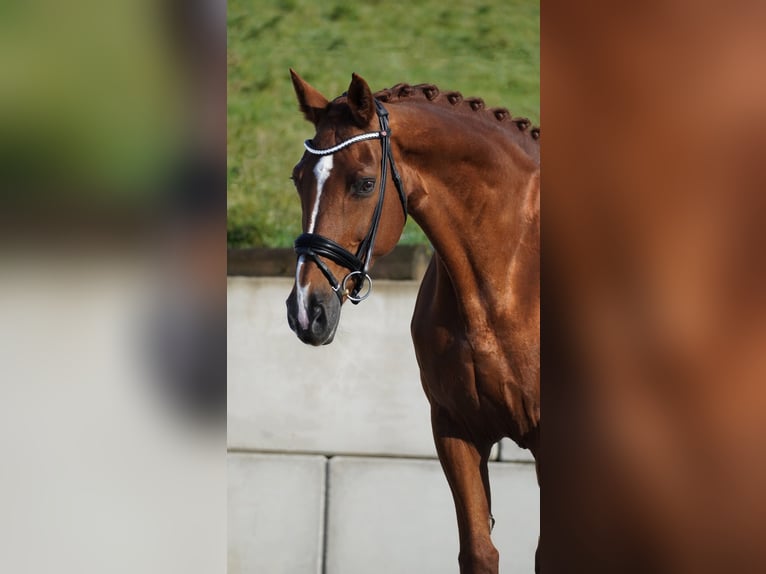 KWPN Mare 15 years 16,3 hh Chestnut-Red in Nettersheim