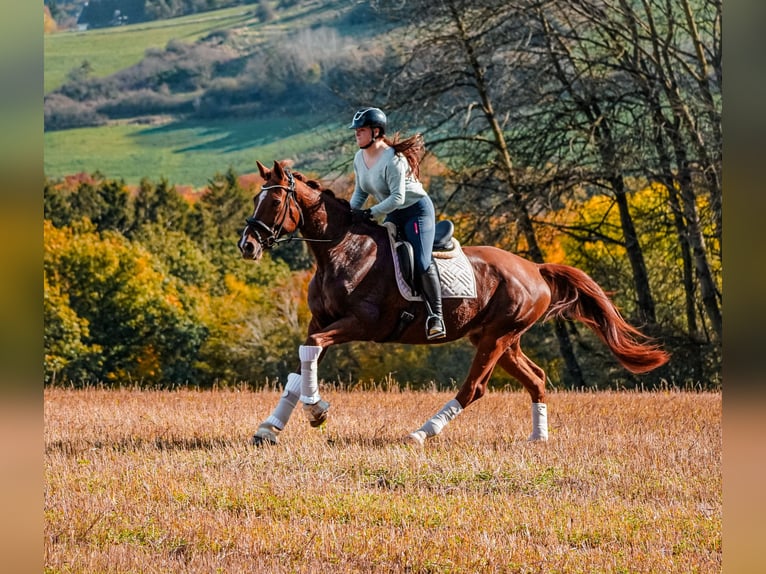 KWPN Mare 15 years 16,3 hh Chestnut-Red in Nettersheim