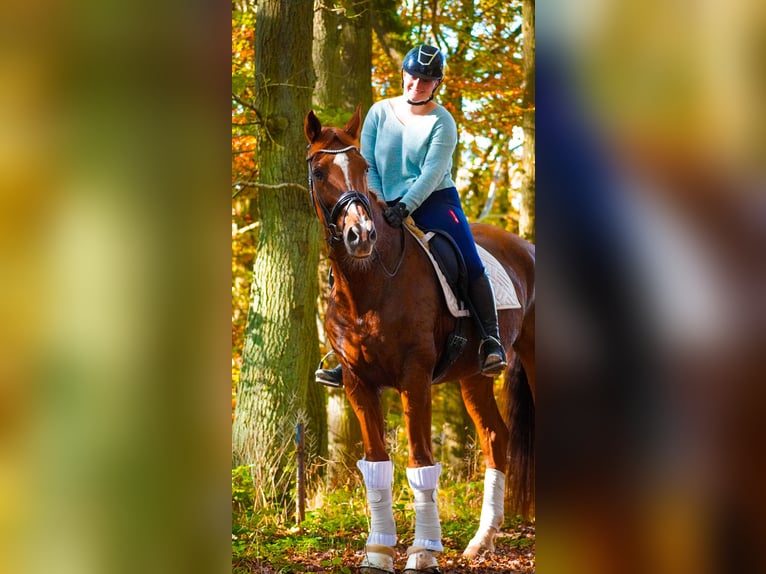 KWPN Mare 15 years 16,3 hh Chestnut-Red in Nettersheim