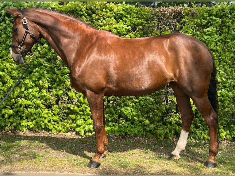 KWPN Mare 15 years 16.3 hh Chestnut-Red in Zelhem