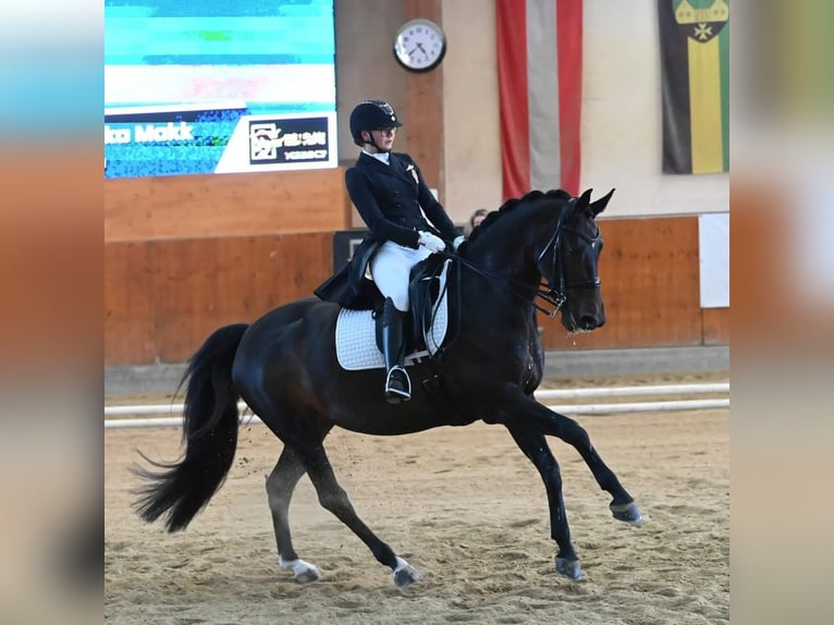 KWPN Mare 15 years 16 hh Bay-Dark in Laxenburg