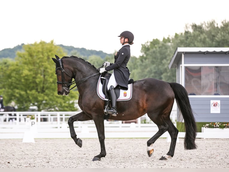 KWPN Mare 15 years 16 hh Bay-Dark in Laxenburg