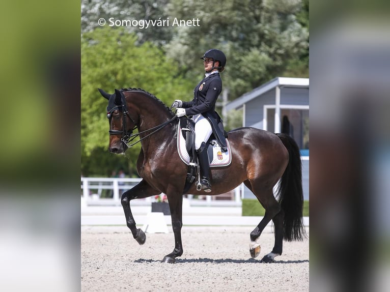 KWPN Mare 15 years 16 hh Bay-Dark in Laxenburg