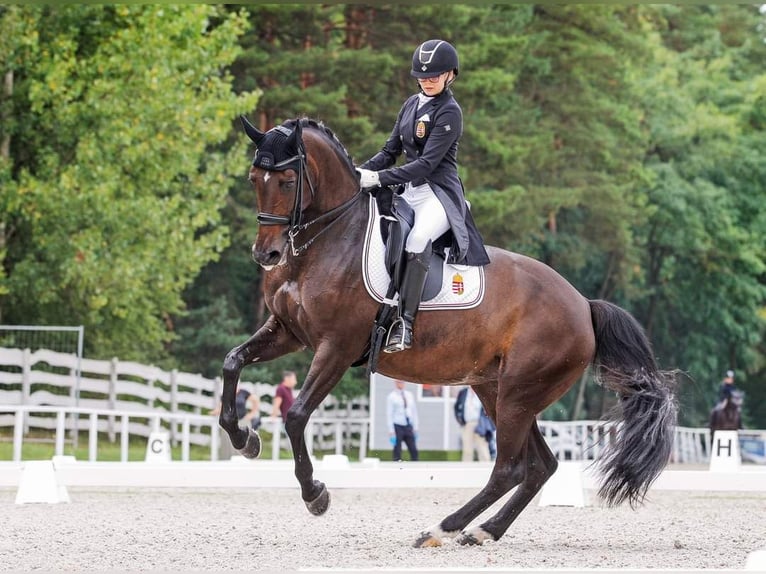 KWPN Mare 15 years 16 hh Bay-Dark in Laxenburg