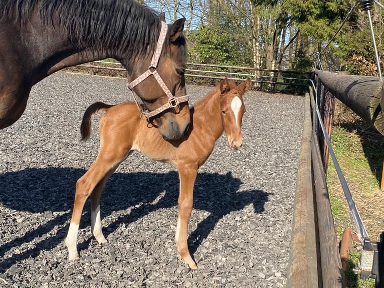 KWPN Mare 15 years 16 hh Bay-Dark in Wetter (Ruhr)