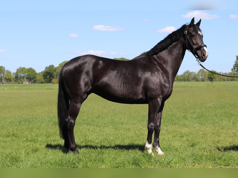 KWPN Mare 15 years 16 hh Black in Albergen