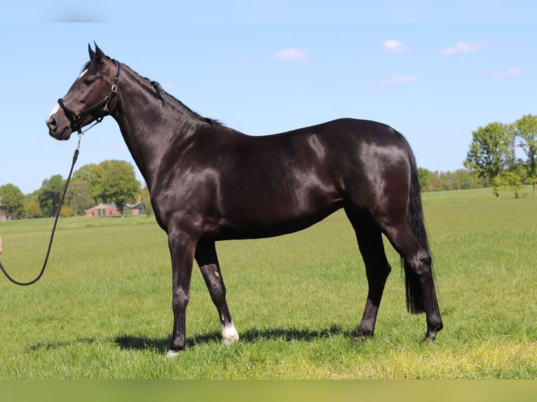 KWPN Mare 15 years 16 hh Black in Albergen