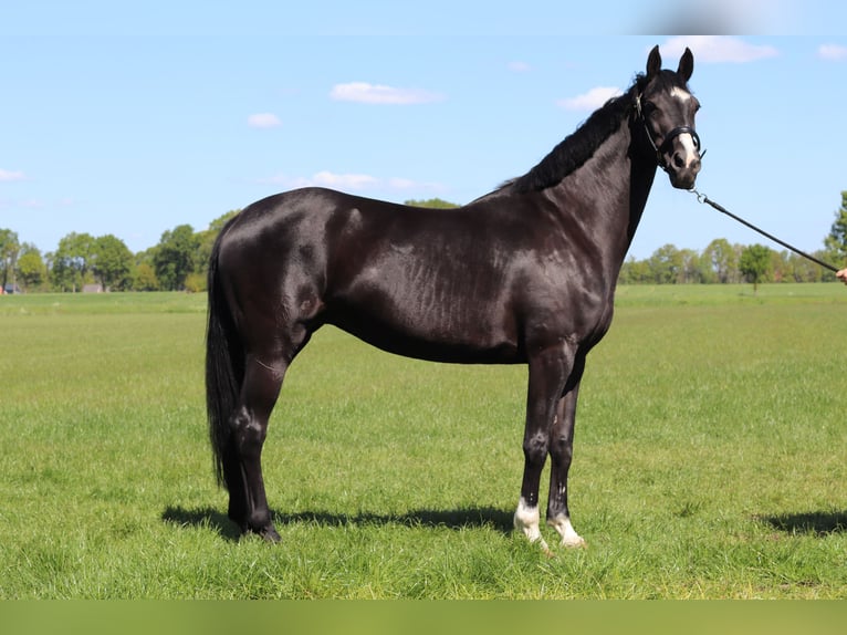 KWPN Mare 15 years 16 hh Black in Albergen