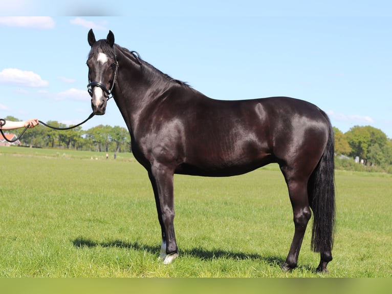 KWPN Mare 15 years 16 hh Black in Albergen