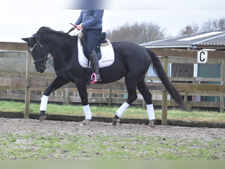 KWPN Mare 15 years 16 hh Black in Achtmaal