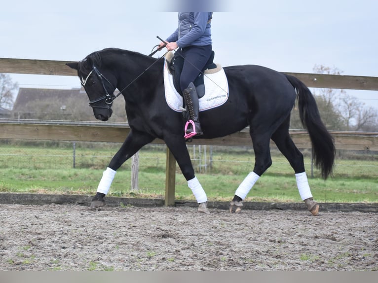 KWPN Mare 15 years 16 hh Black in Achtmaal