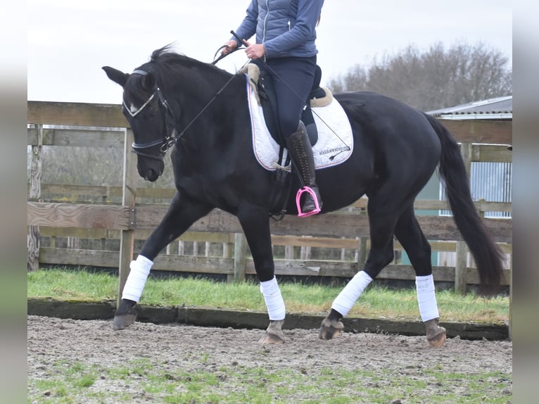 KWPN Mare 15 years 16 hh Black in Achtmaal