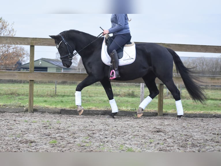 KWPN Mare 15 years 16 hh Black in Achtmaal